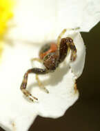 صورة Synema globosum (Fabricius 1775)