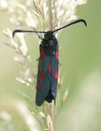 Image of Zygaena trifolii Esper 1783