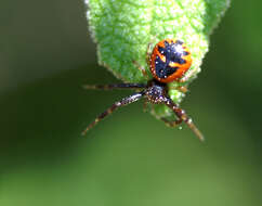 صورة Synema globosum (Fabricius 1775)