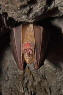 Image of Greater Horseshoe Bat