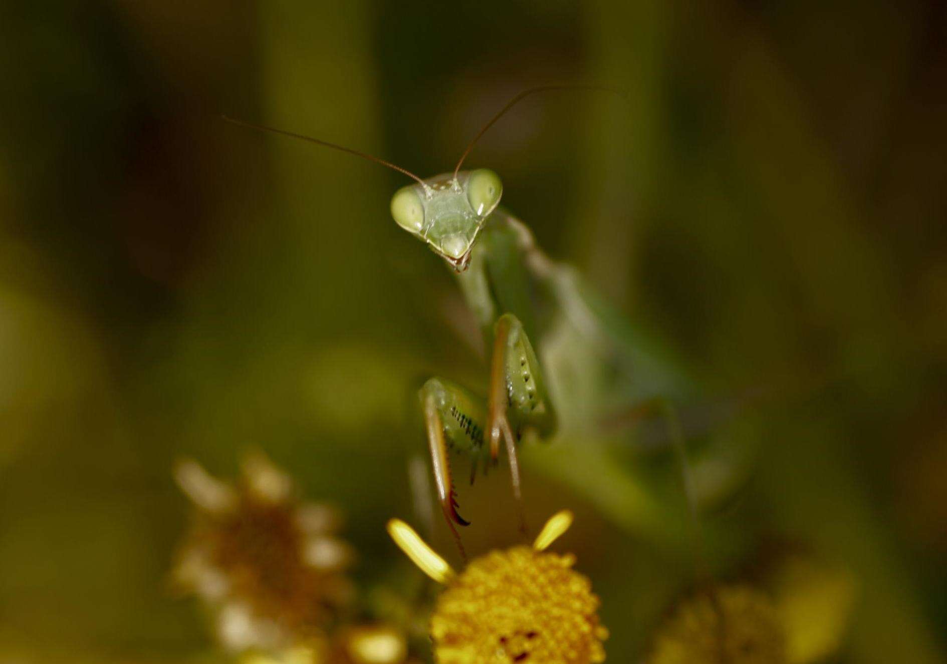 Image of Mantis