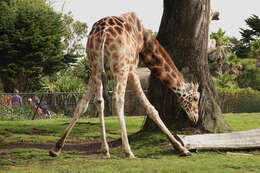 Image of reticulated giraffe