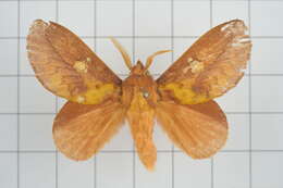 Image of Euthrix laeta Walker 1855