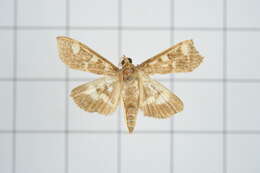 Image de Herpetogramma luctuosalis Guenée 1854