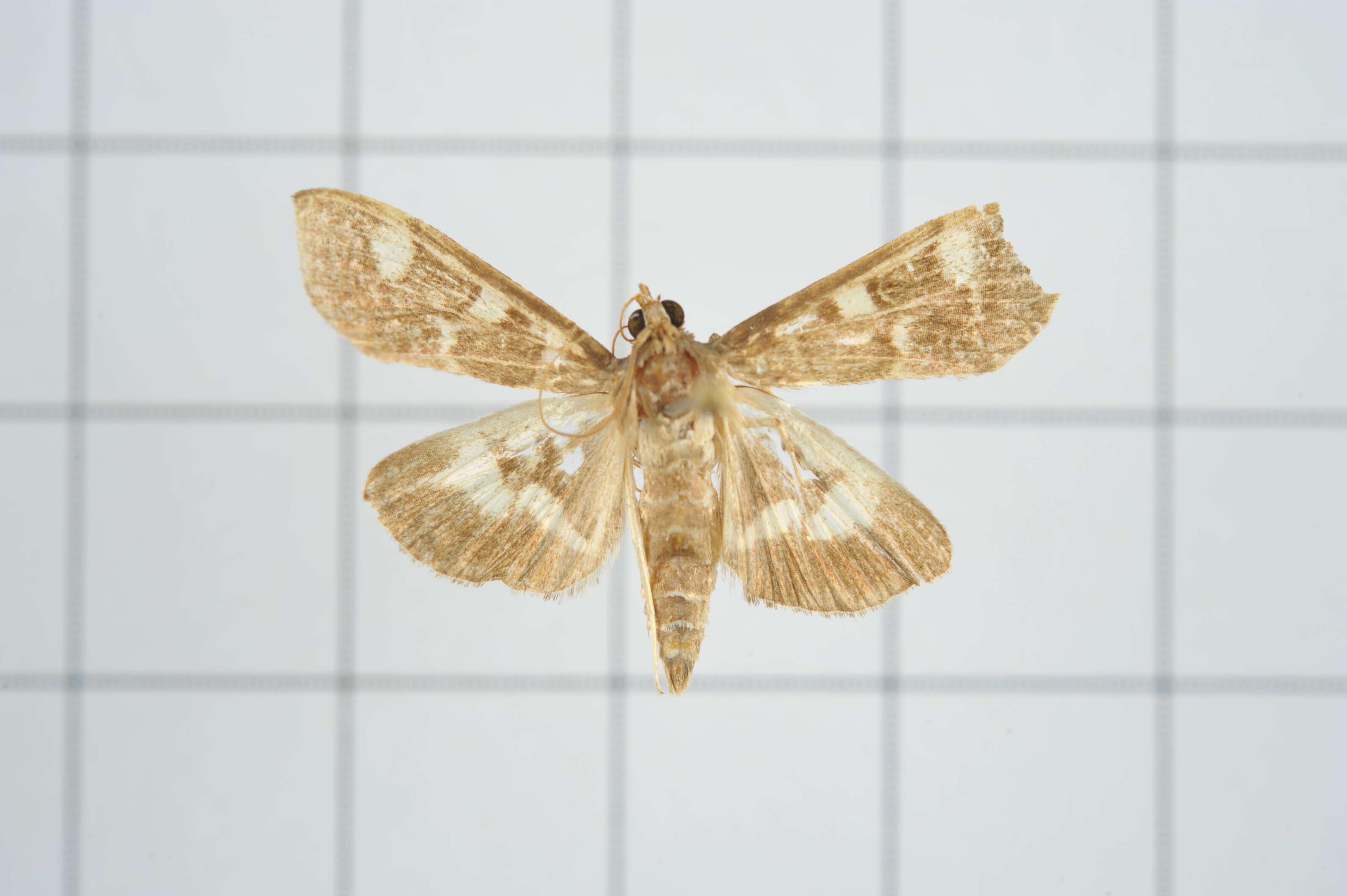 Image de Herpetogramma luctuosalis Guenée 1854