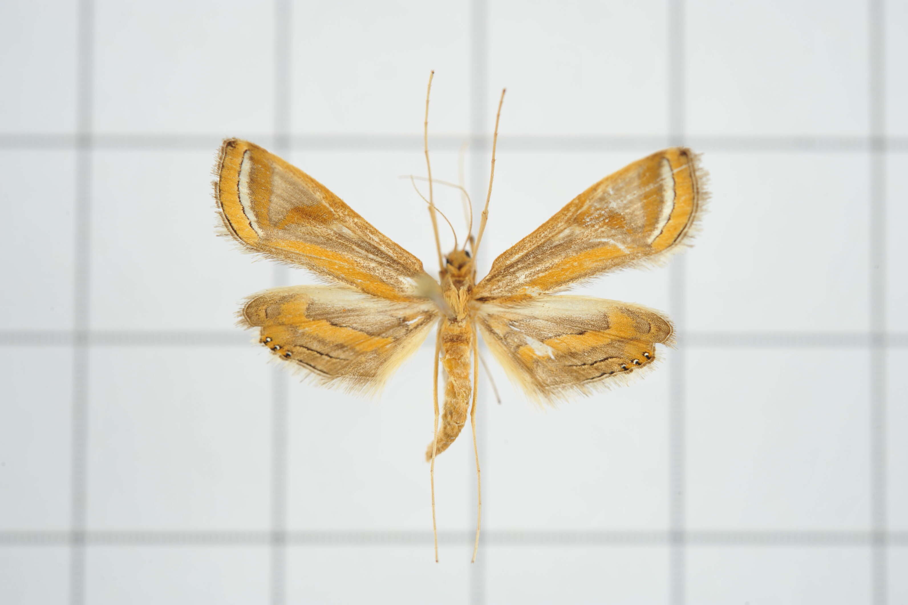 Imagem de Eoophyla gibbosalis