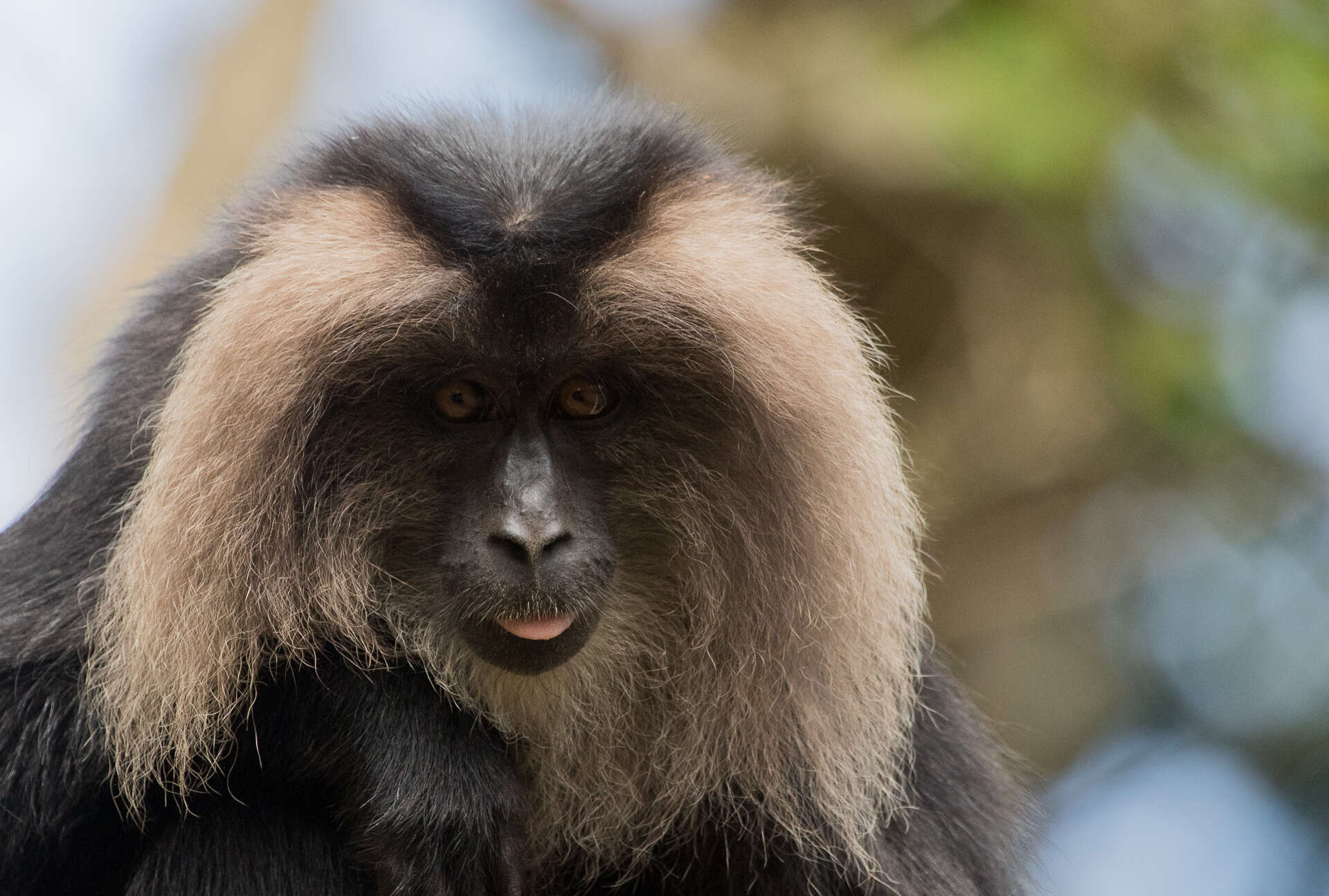 Image of Lion-tailed Macaque