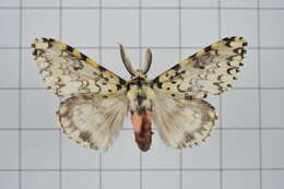 Image of Lymantria concolor Walker 1855