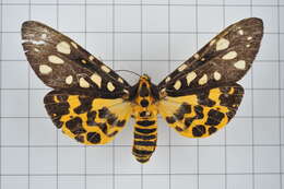 Image of Aglaomorpha histrio (Walker 1855)