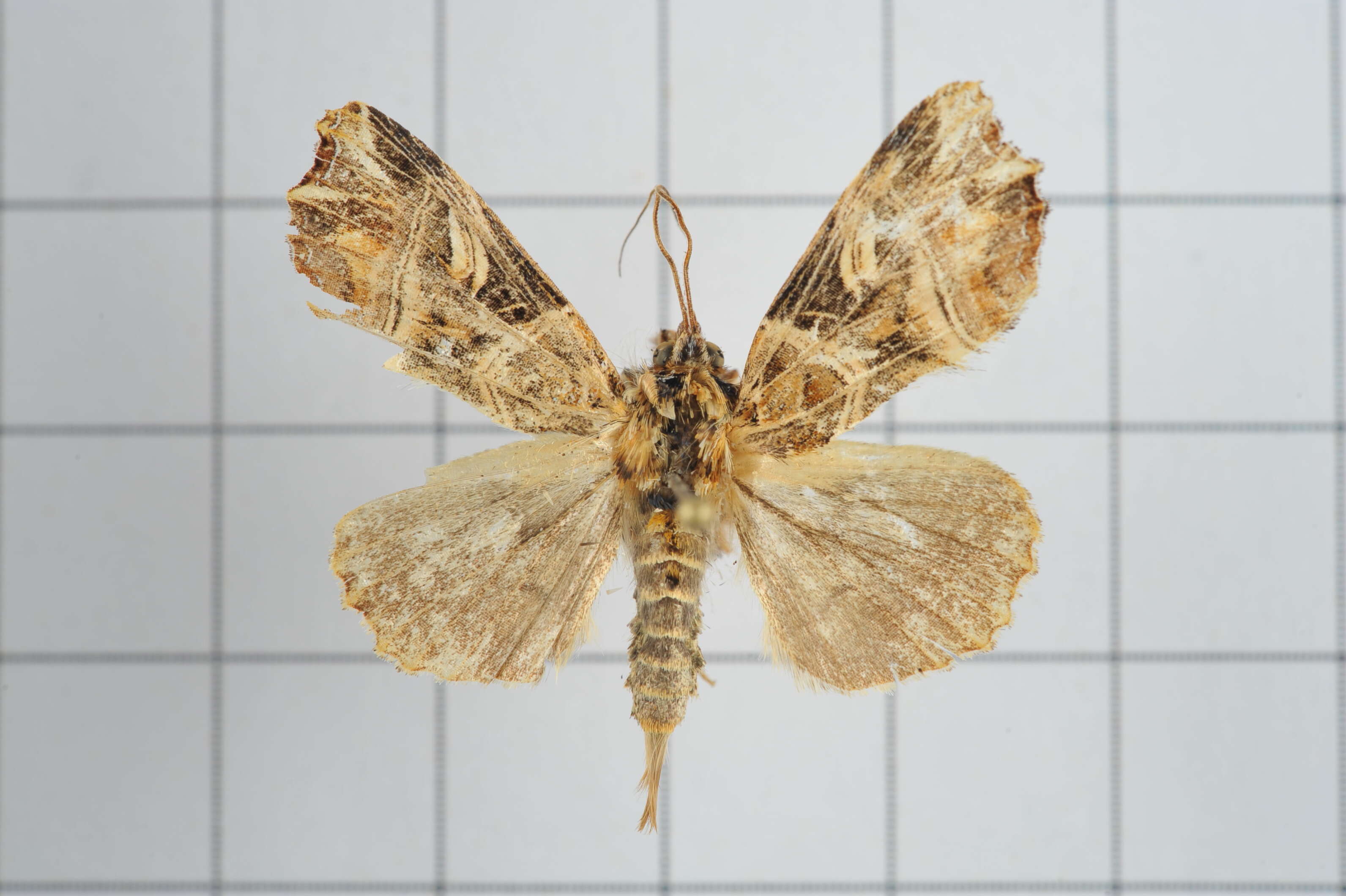 Image de Callopistria nobilior