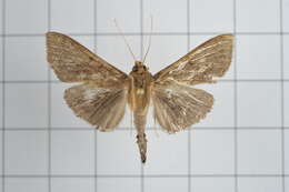 Image of Omiodes noctescens Moore 1888