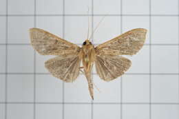 Image of Omiodes noctescens Moore 1888