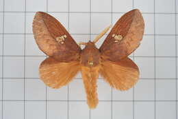 Image of Euthrix laeta Walker 1855