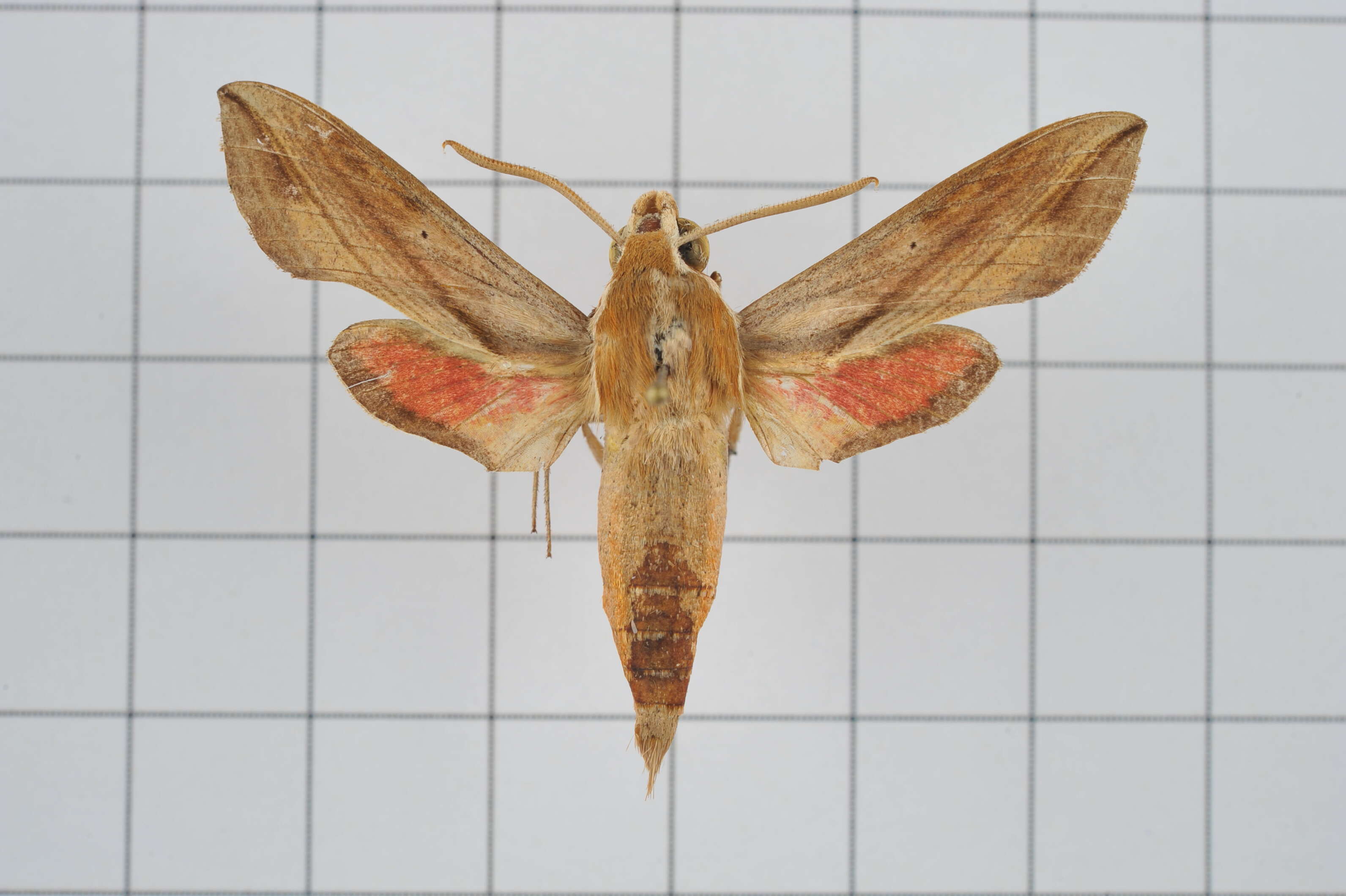 Image of Vine hawk moth