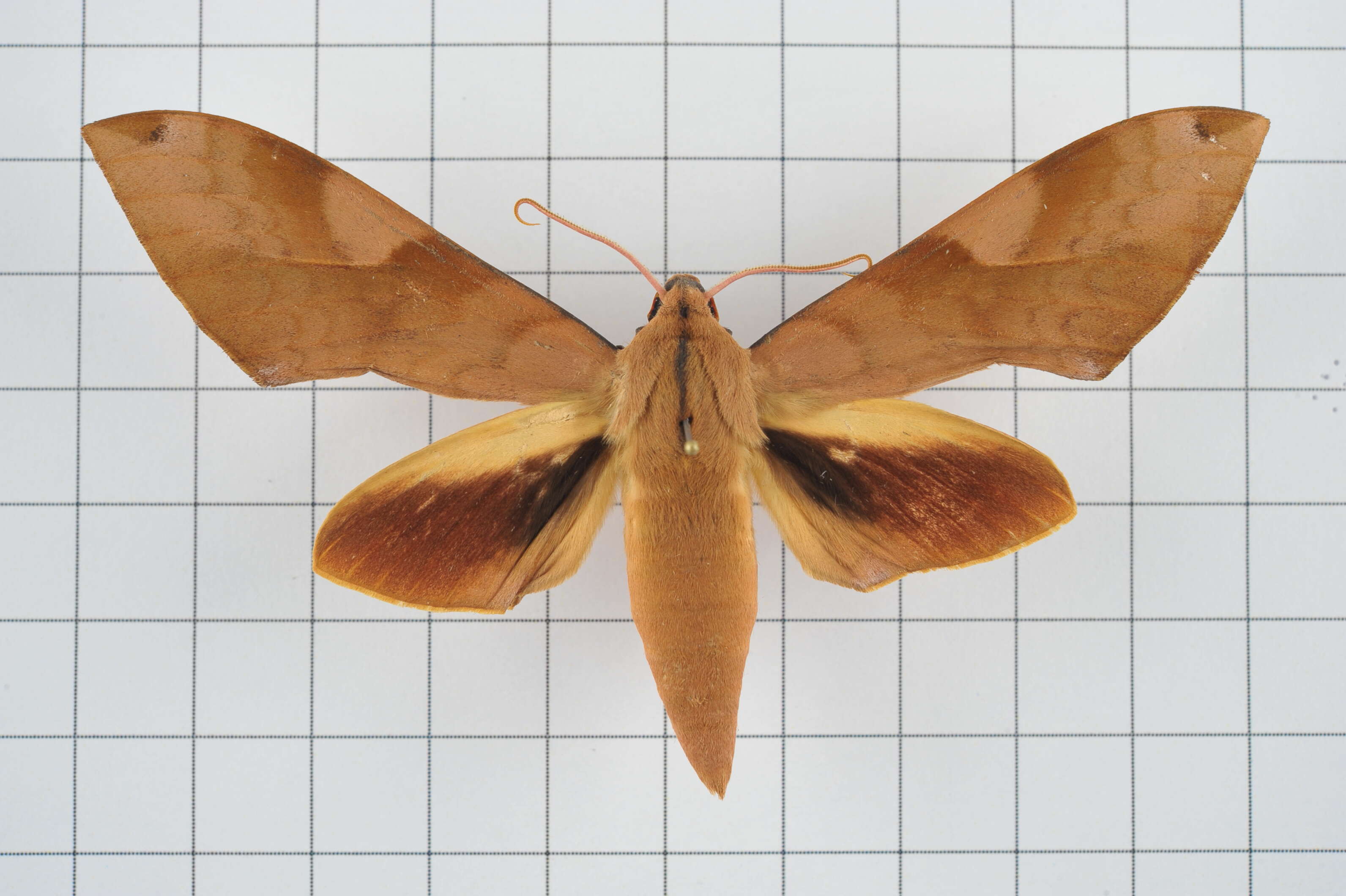 Image of Clanis bilineata (Walker 1866)