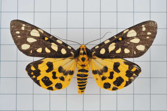 Image of Aglaomorpha histrio (Walker 1855)