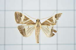 Sivun Agrioglypta itysalis Walker 1859 kuva