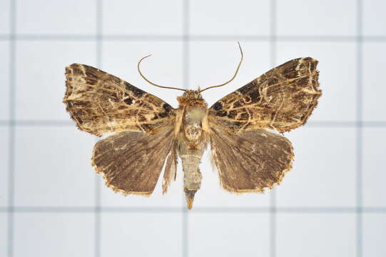 Image of Callopistria rivularis Walker 1857