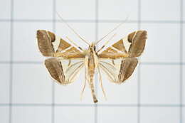 Agrioglypta itysalis Walker 1859 resmi