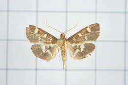 Image de Herpetogramma luctuosalis Guenée 1854