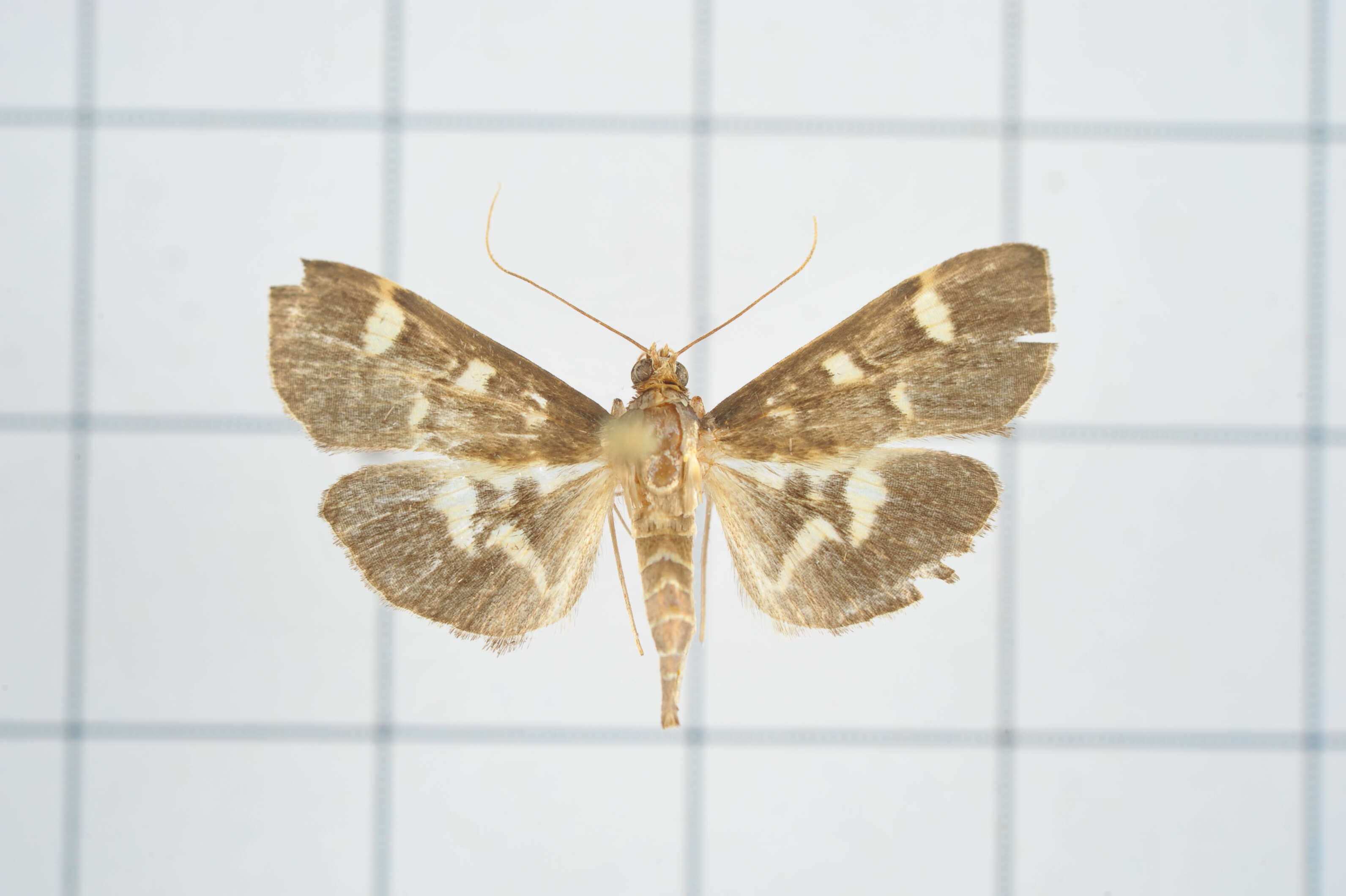 Image de Herpetogramma luctuosalis Guenée 1854