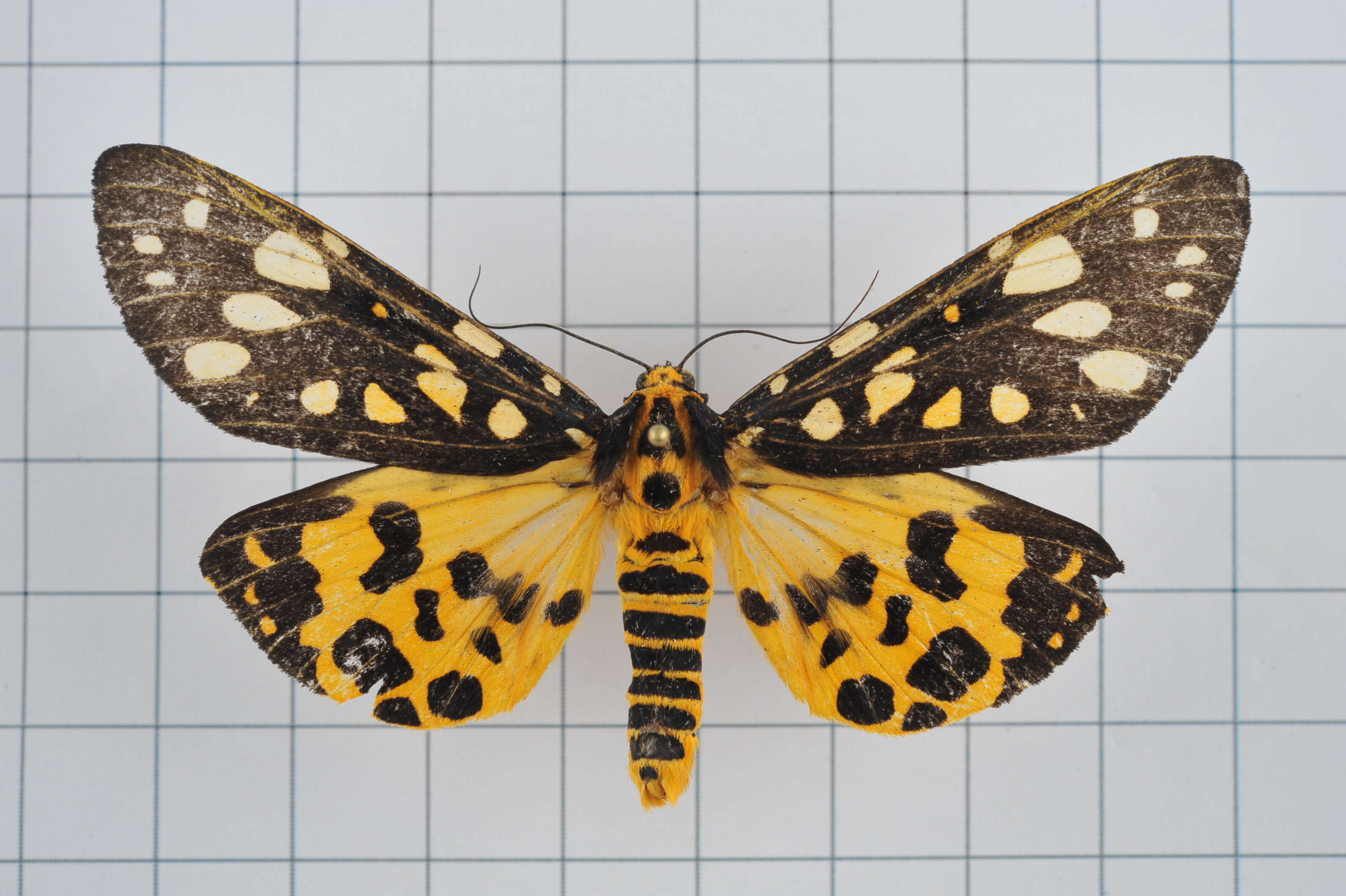 Image of Aglaomorpha histrio (Walker 1855)