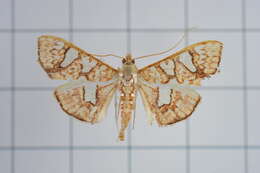 Imagem de Glyphodes canthusalis Walker 1859