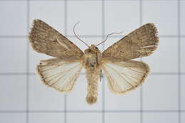 Image of Spodoptera pecten Guenée 1852