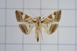 Sivun Agrioglypta itysalis Walker 1859 kuva