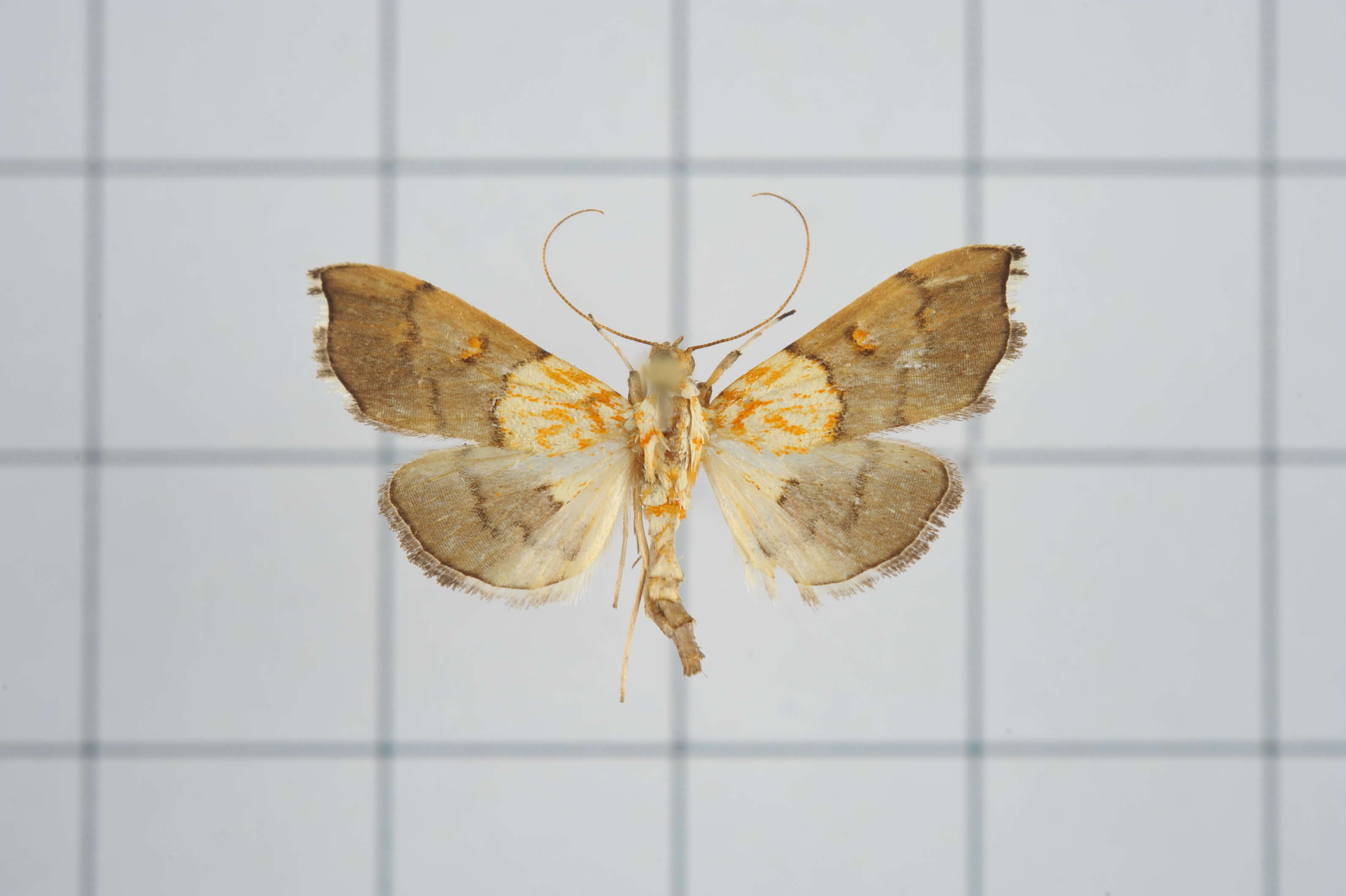 Image of Agrotera discinotata Swinhoe 1894