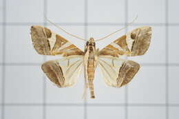 Sivun Agrioglypta itysalis Walker 1859 kuva