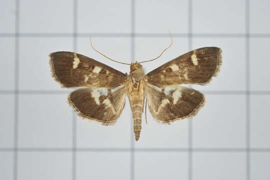 Image of Grass webworm