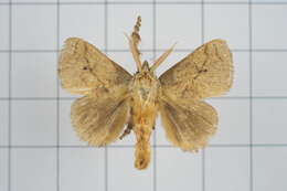 Image of Susica sinensis Walker 1856