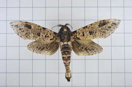 Imagem de Xyleutes strix Linnaeus 1758