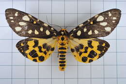 Image of Aglaomorpha histrio (Walker 1855)