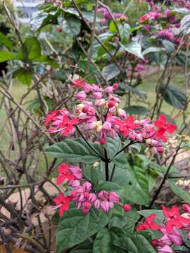 Слика од Clerodendrum thomsoniae Balf. fil.