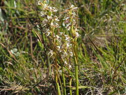 Image of Fragrant leek orchid