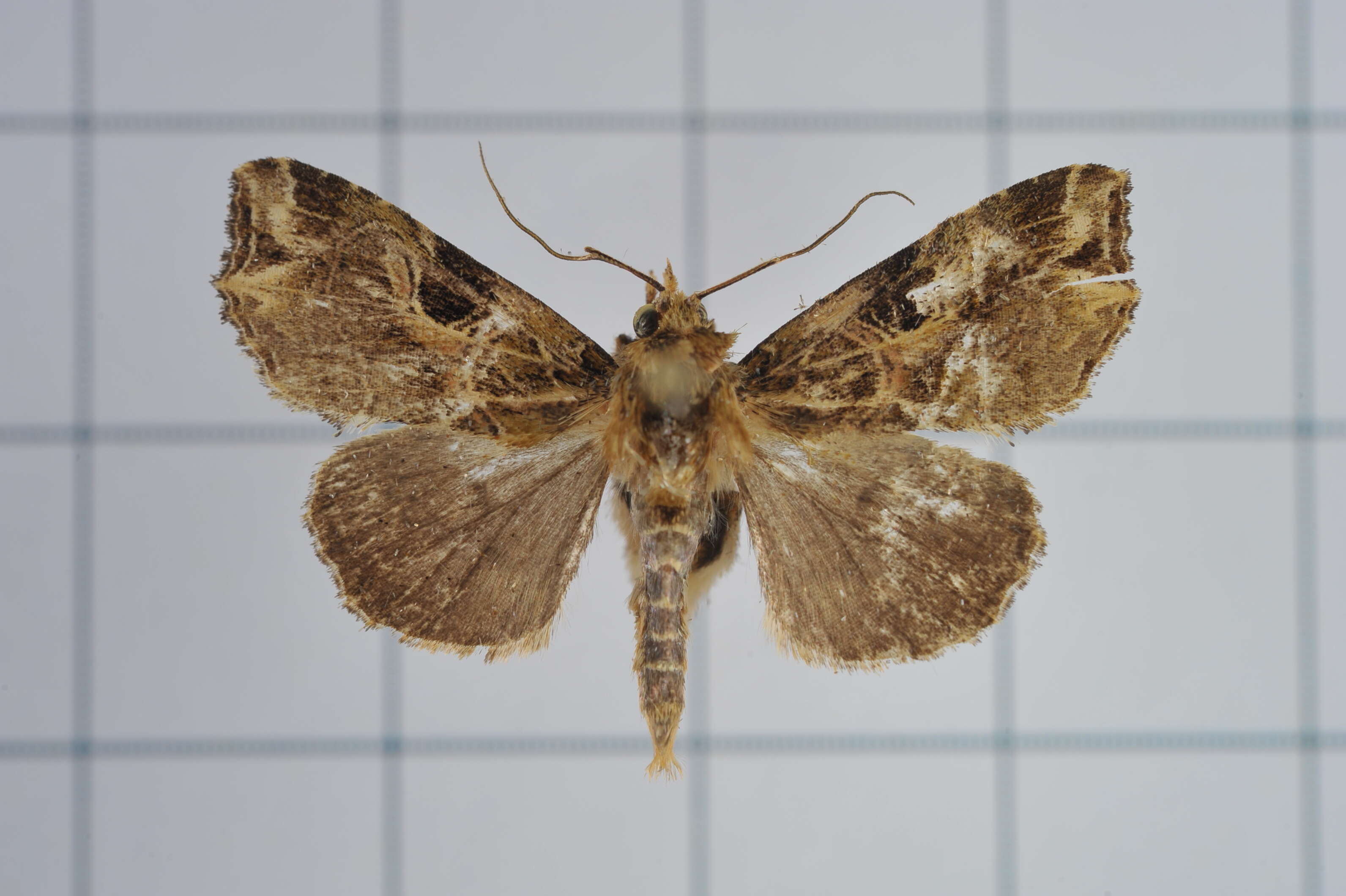 Image of Callopistria deflexusa