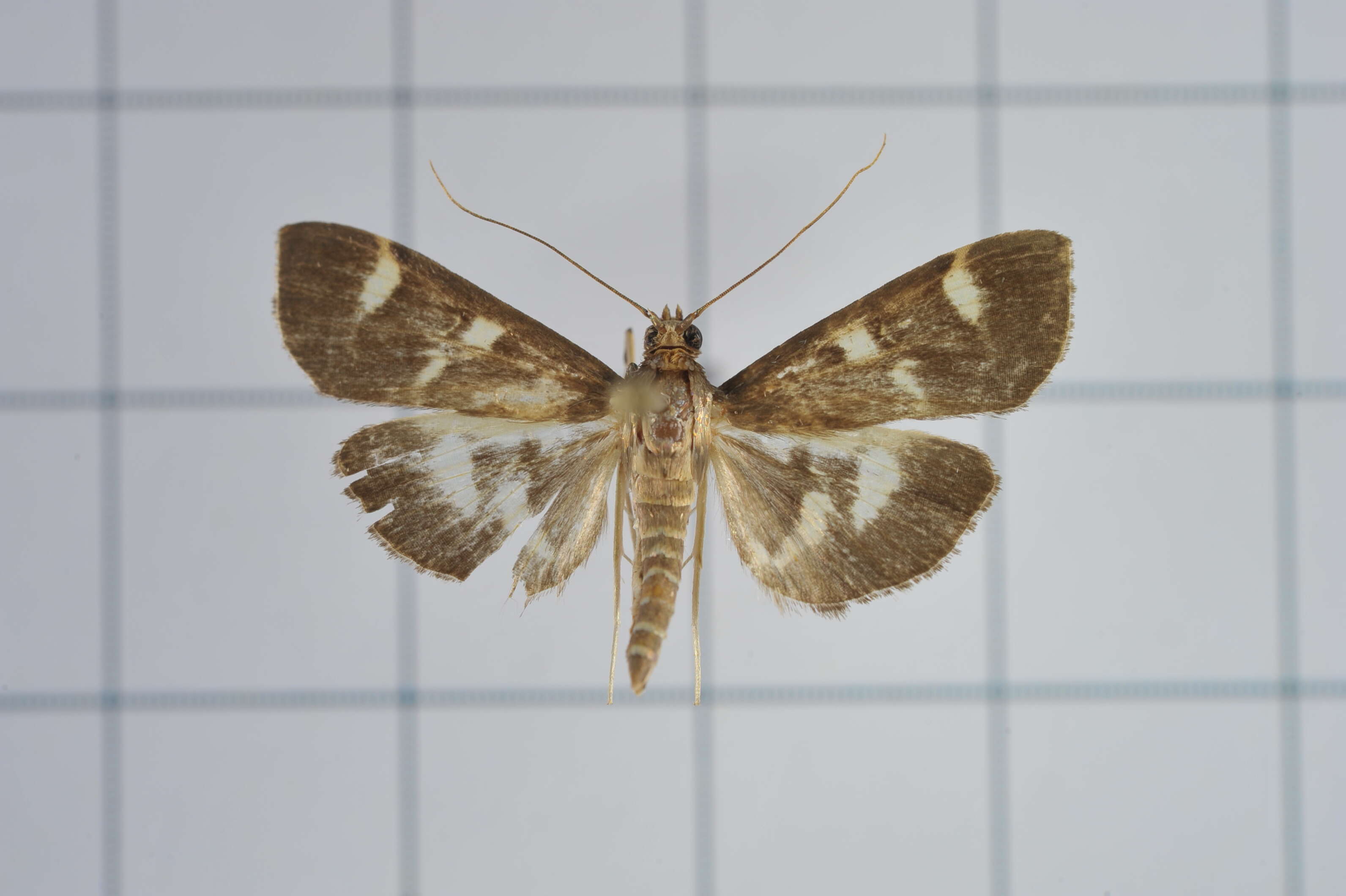 Image de Herpetogramma luctuosalis Guenée 1854