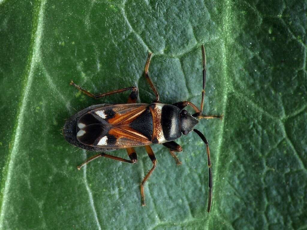 Image of Raglius alboacuminatus (Goeze 1778)