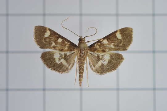 Image of Grass webworm