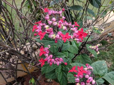 Слика од Clerodendrum thomsoniae Balf. fil.