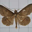 Image of Tochara creberrima (Walker 1858)