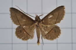 Image of Tochara creberrima (Walker 1858)