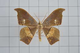 Image of Timandromorpha discolor Warren 1896