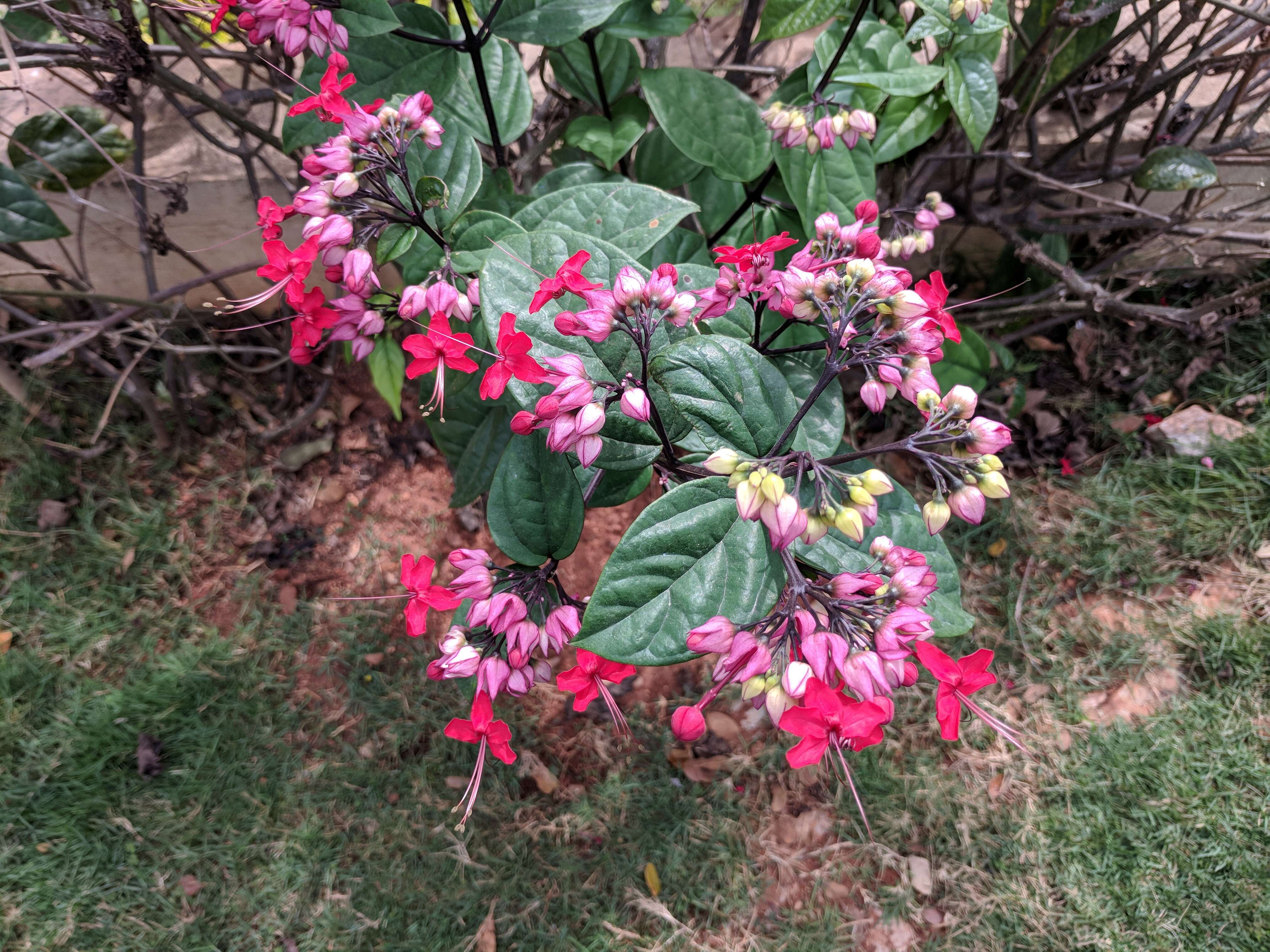 Слика од Clerodendrum thomsoniae Balf. fil.