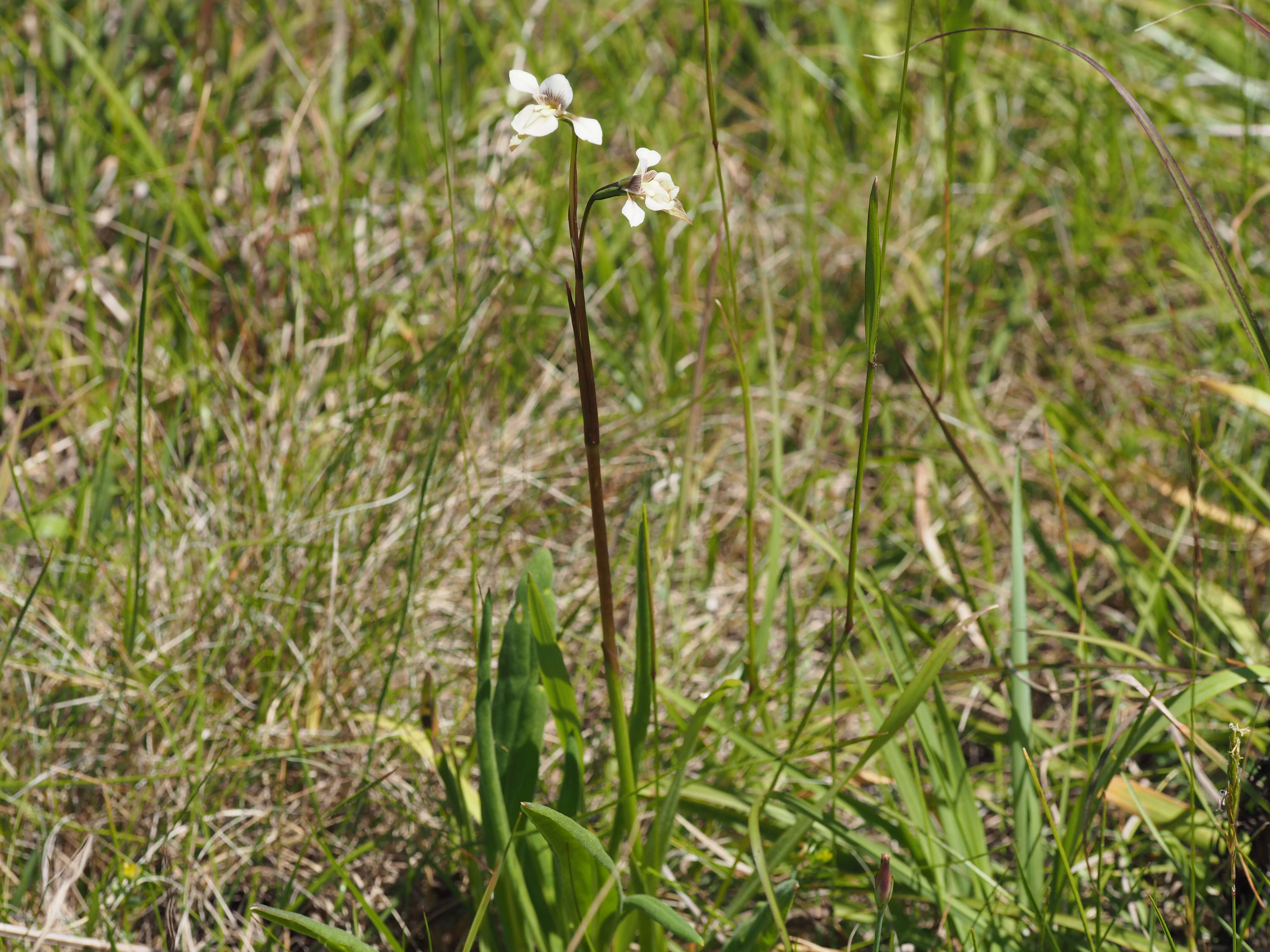 Image de Diuris eborensis D. L. Jones