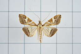 Agrioglypta itysalis Walker 1859 resmi