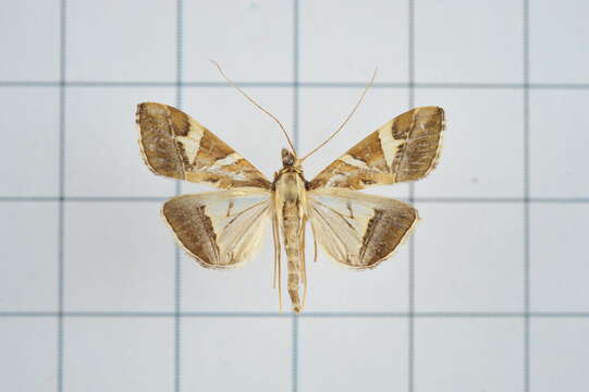 Sivun Agrioglypta itysalis Walker 1859 kuva