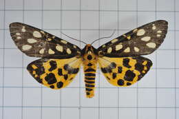 Image of Aglaomorpha histrio (Walker 1855)